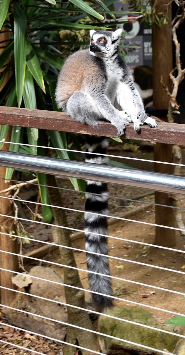 澳大利亚的黄金海岸   5/6