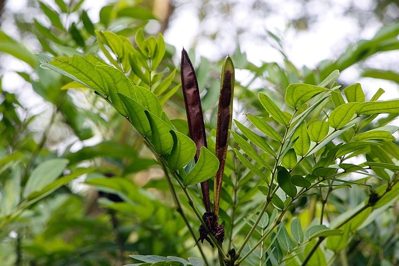 【不老松:海南游摄纪实】临高长島兰湾的朱缨花新芽和果夹!