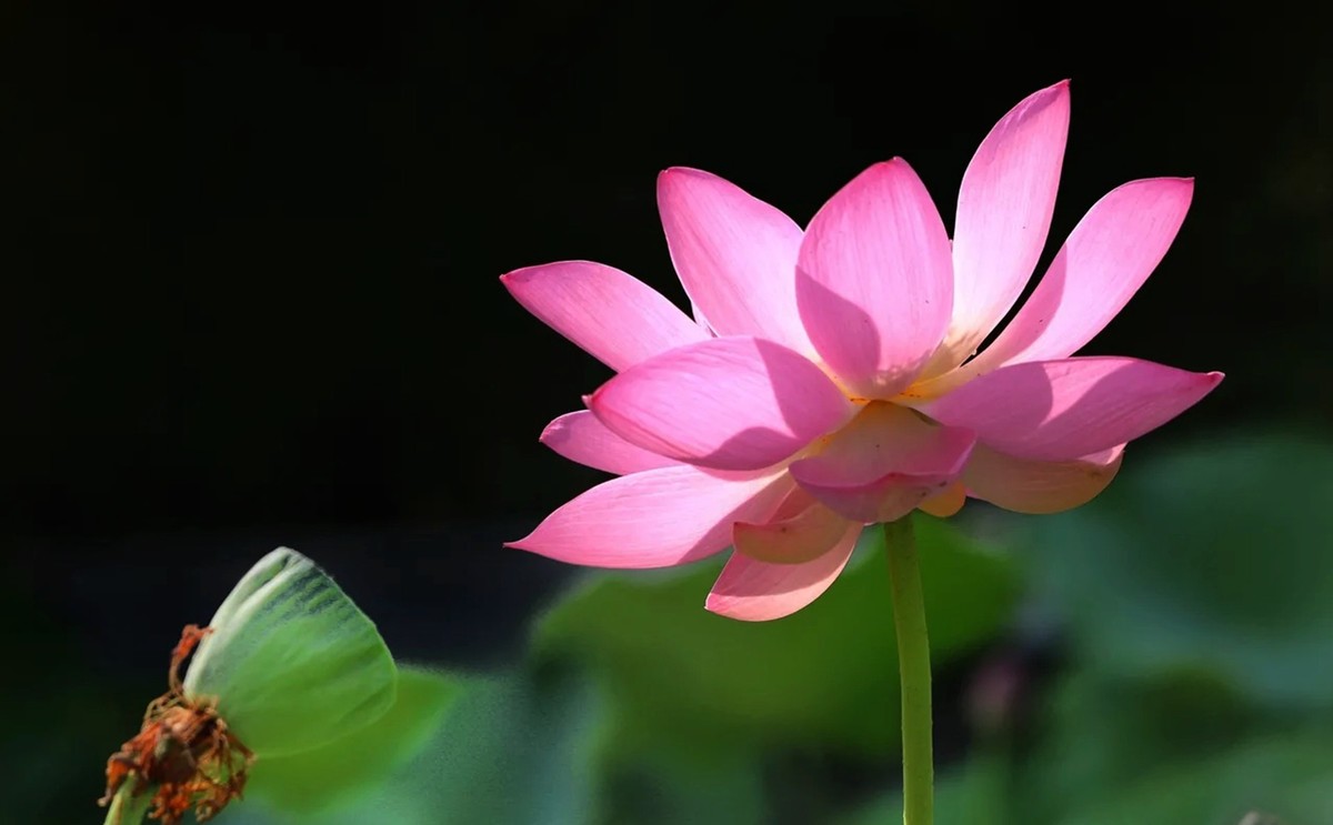 明年再来拍荷花