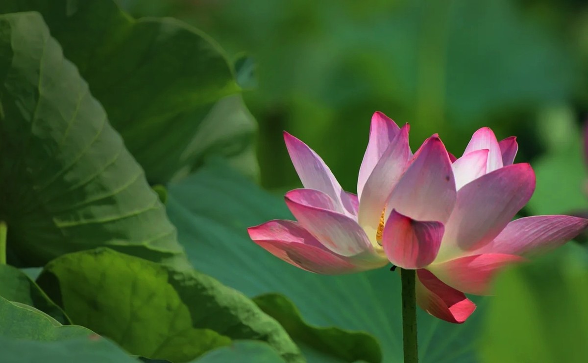 明年再来拍荷花