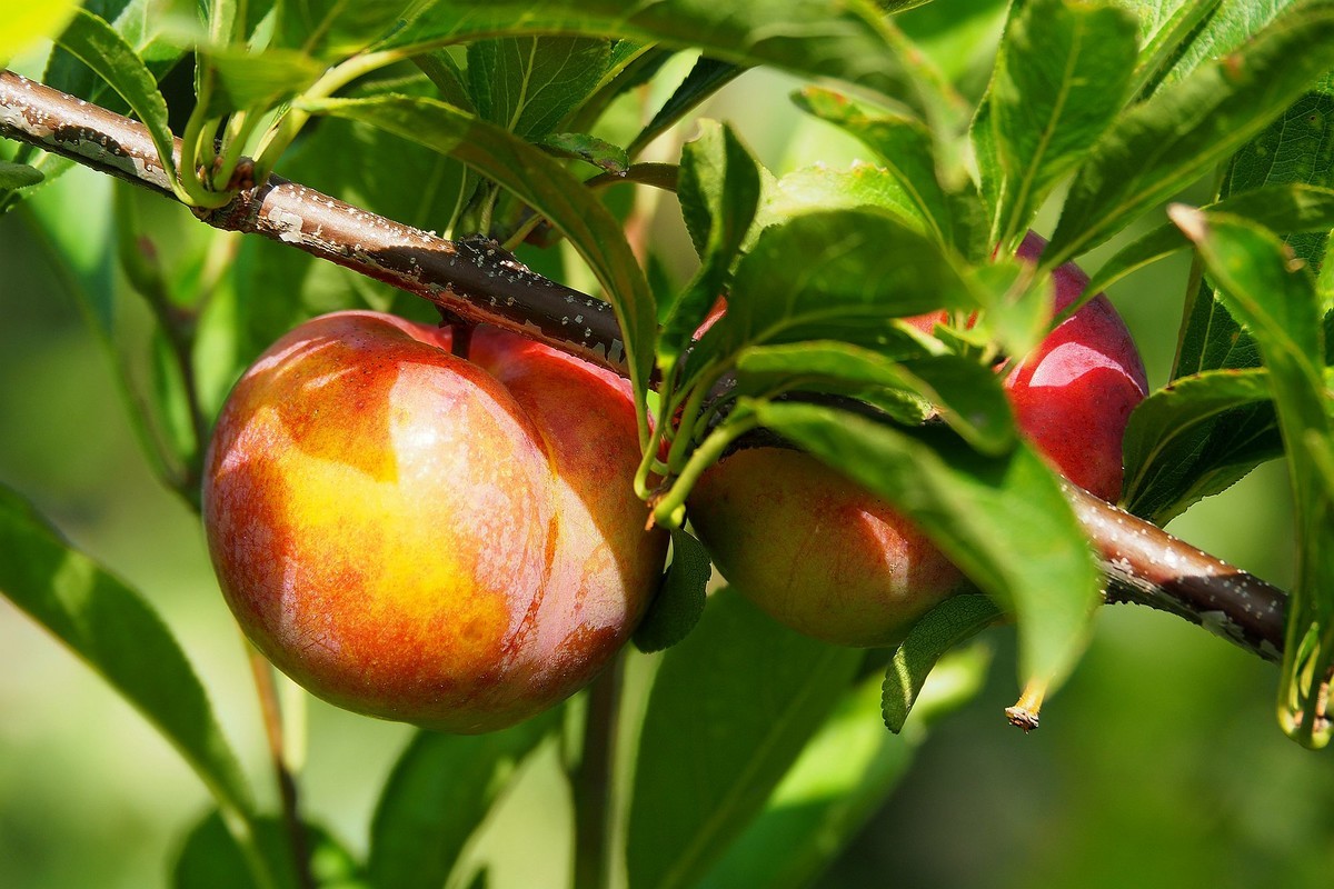 果园的花果（2）