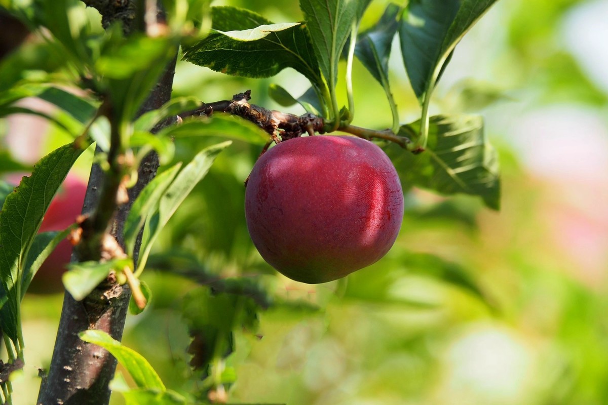 果园的花果（2）