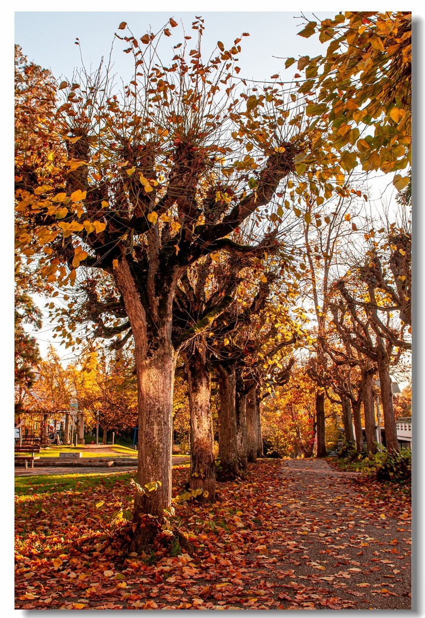 赤色深秋（南德）