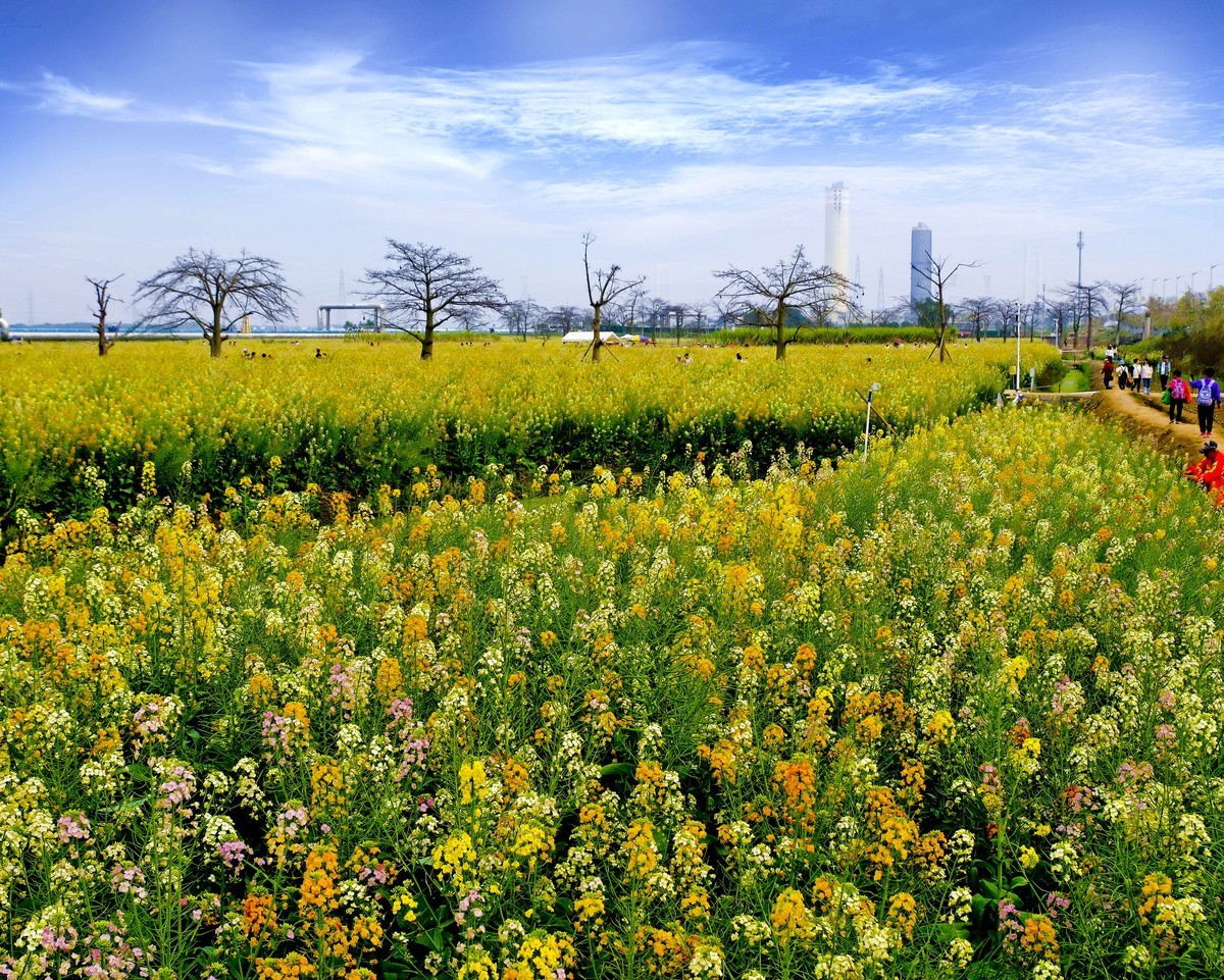 油菜花