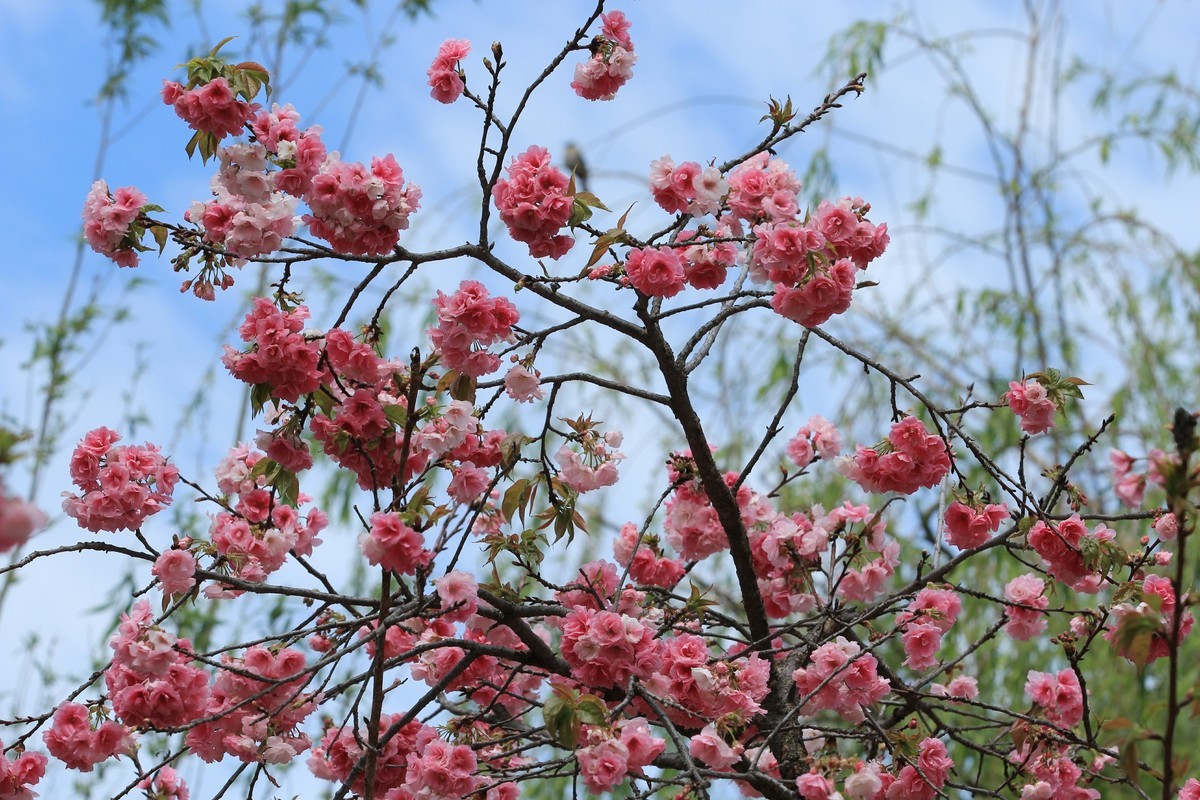 拍摄花卉一（541）