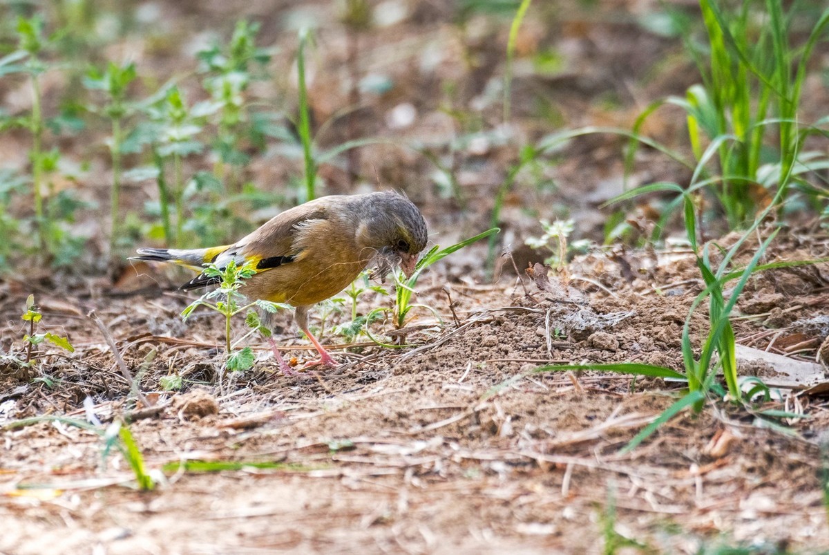 漂亮的金翅雀（十七）