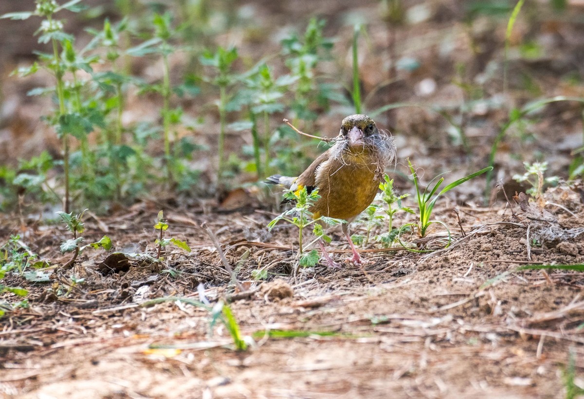 漂亮的金翅雀（十七）