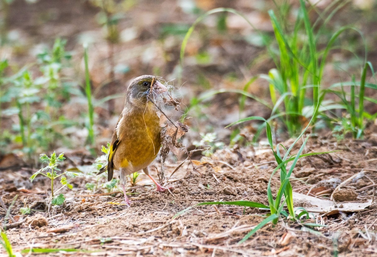 漂亮的金翅雀（十七）