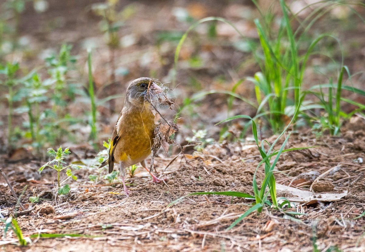 漂亮的金翅雀（十七）