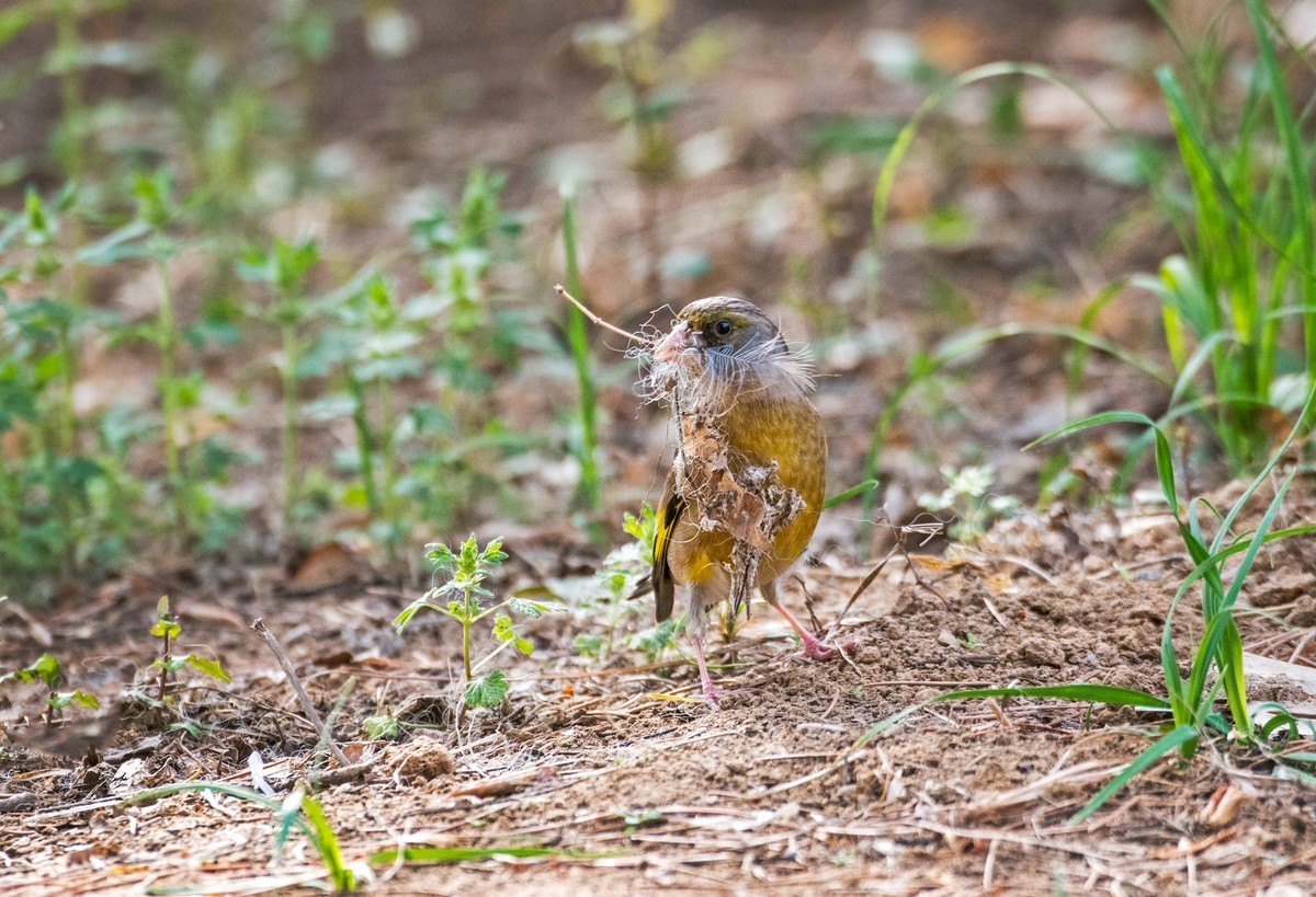 漂亮的金翅雀（十七）