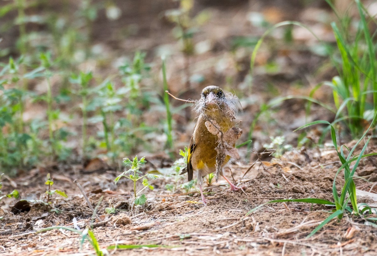 漂亮的金翅雀（十七）
