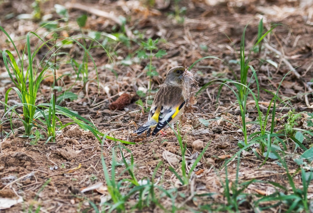 漂亮的金翅雀（十七）