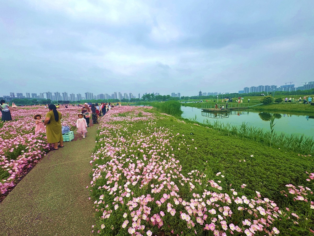 洋湖湿地公园花海--月见草1[手机图]