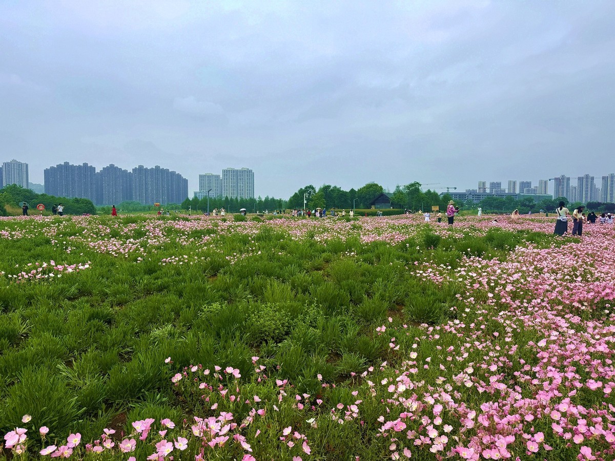 洋湖湿地公园花海--月见草1[手机图]