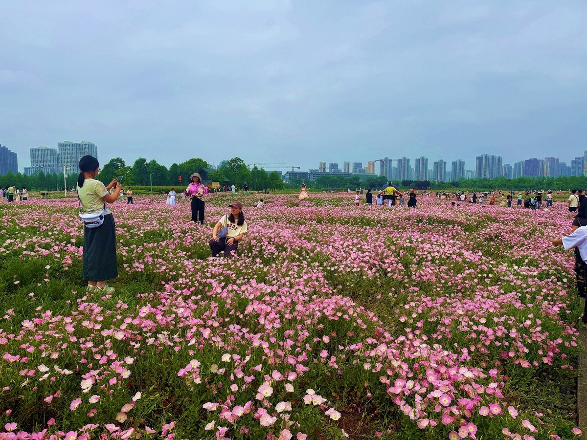 洋湖湿地公园花海--月见草1[手机图]