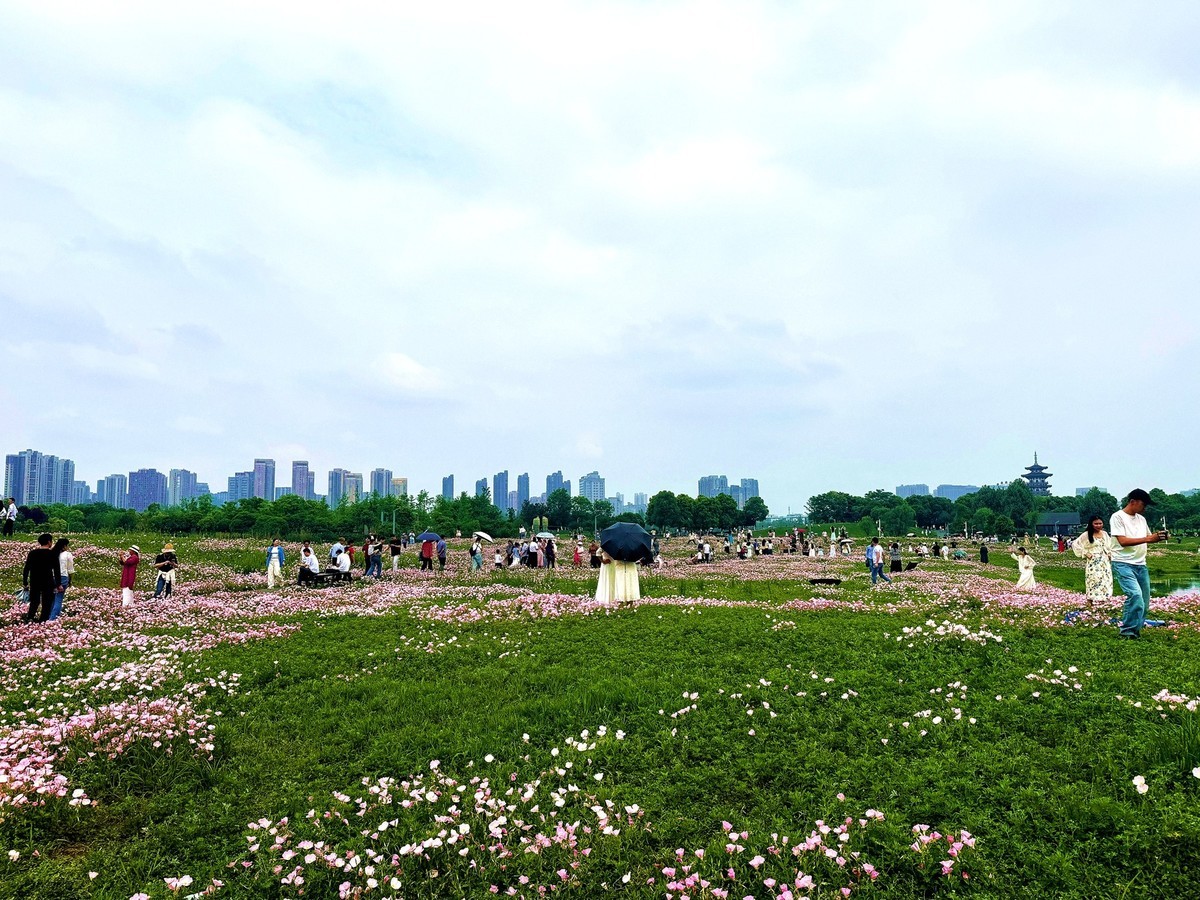 洋湖湿地公园花海--月见草1[手机图]