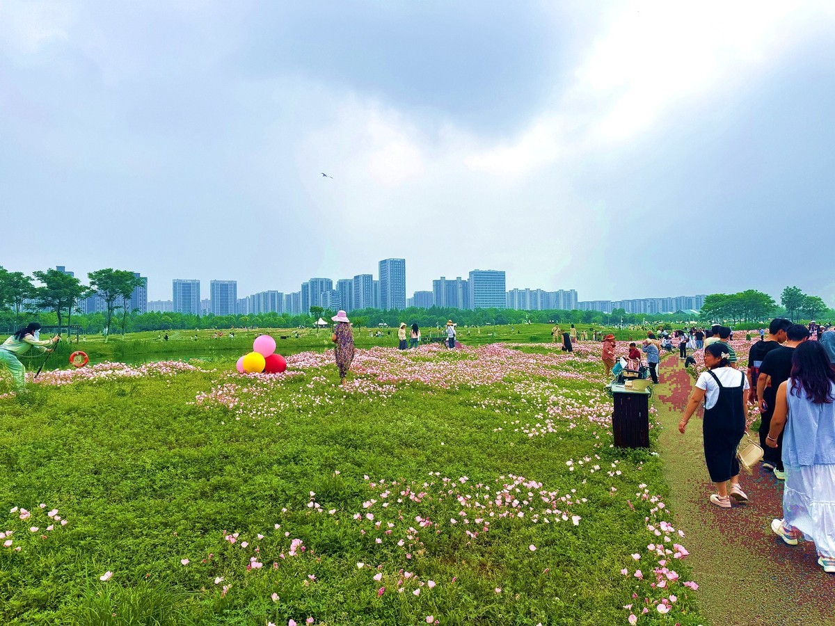 洋湖湿地公园花海--月见草1[手机图]