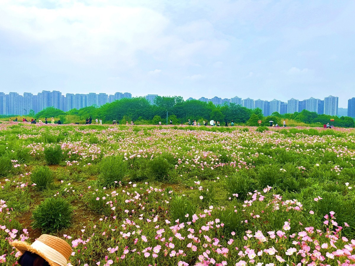 洋湖湿地公园花海--月见草1[手机图]