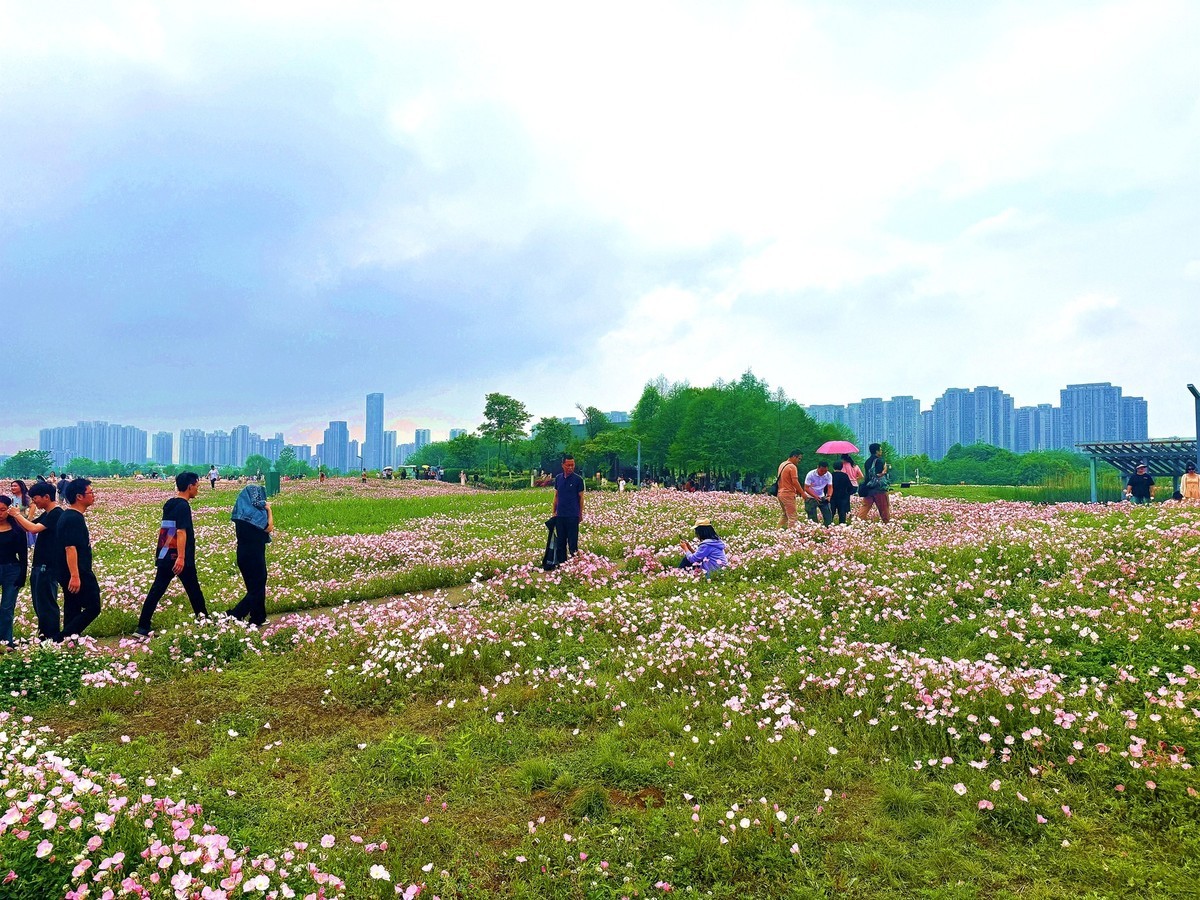 洋湖湿地公园花海--月见草1[手机图]