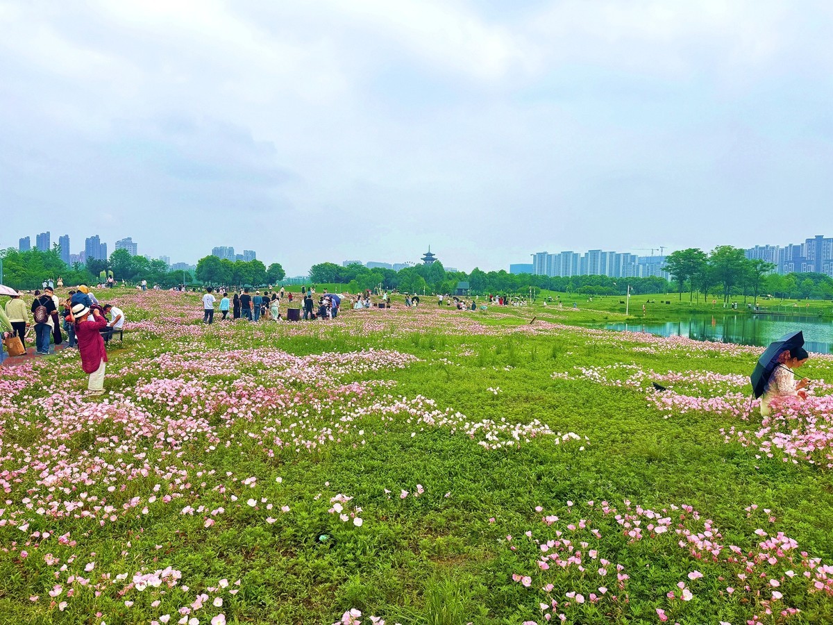 洋湖湿地公园花海--月见草1[手机图]