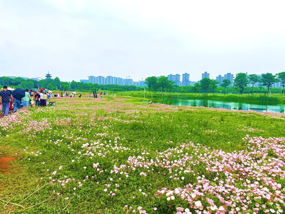 洋湖湿地公园花海--月见草1[手机图]
