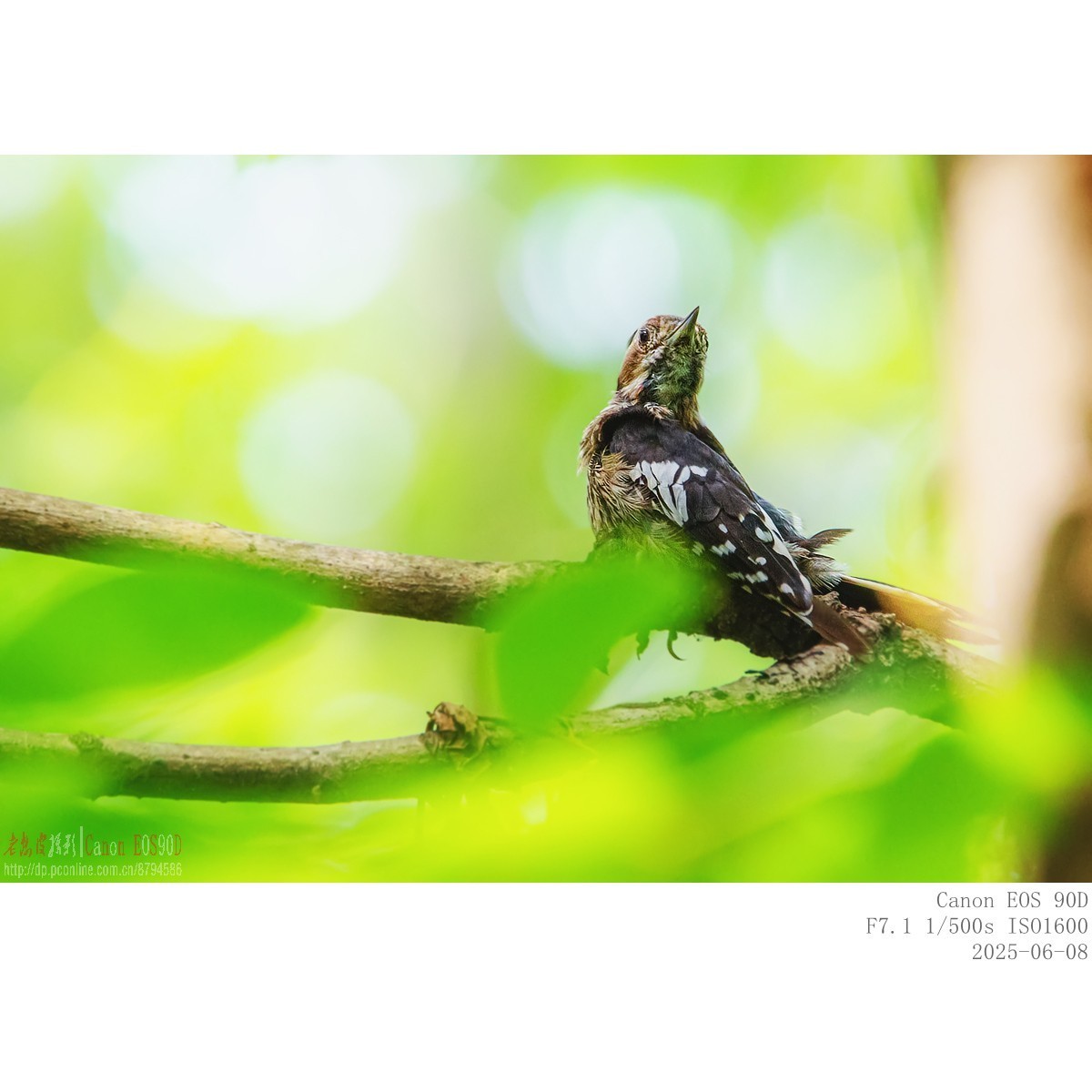 啄木鸟幼鸟和成鸟