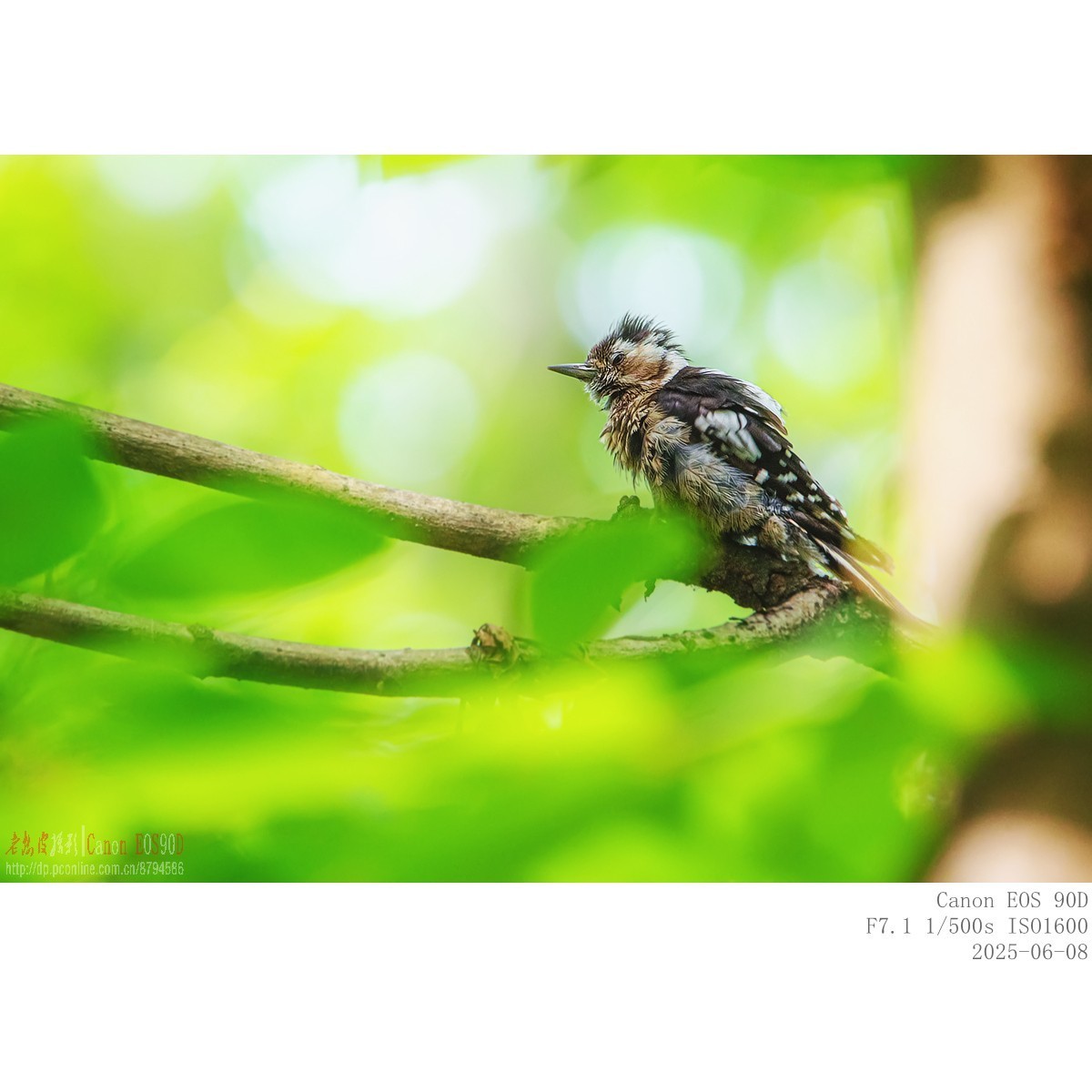 啄木鸟幼鸟和成鸟
