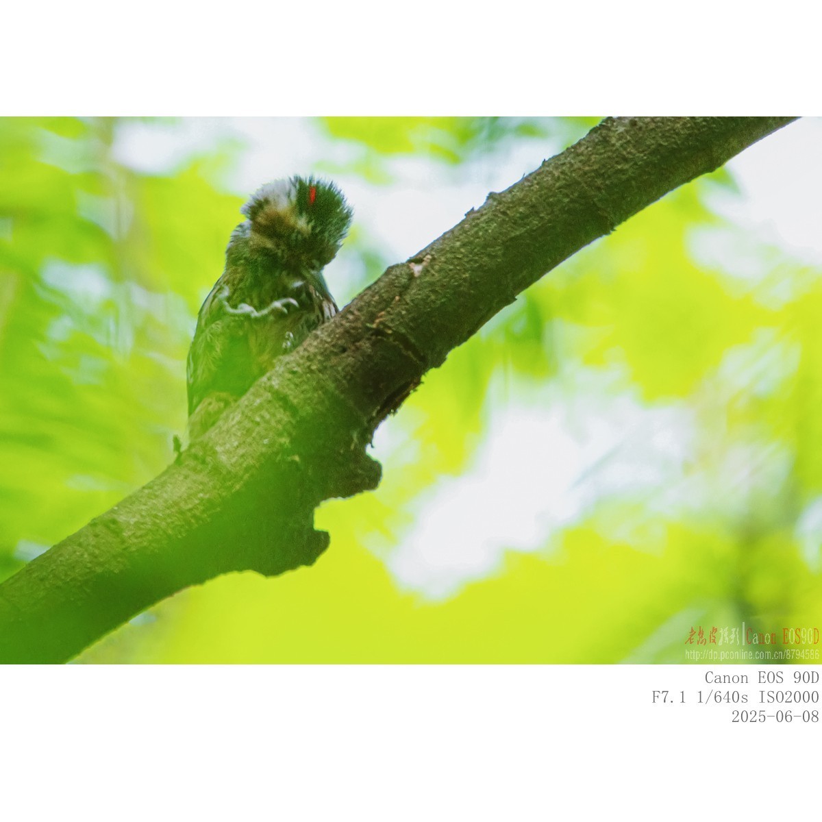 啄木鸟幼鸟和成鸟