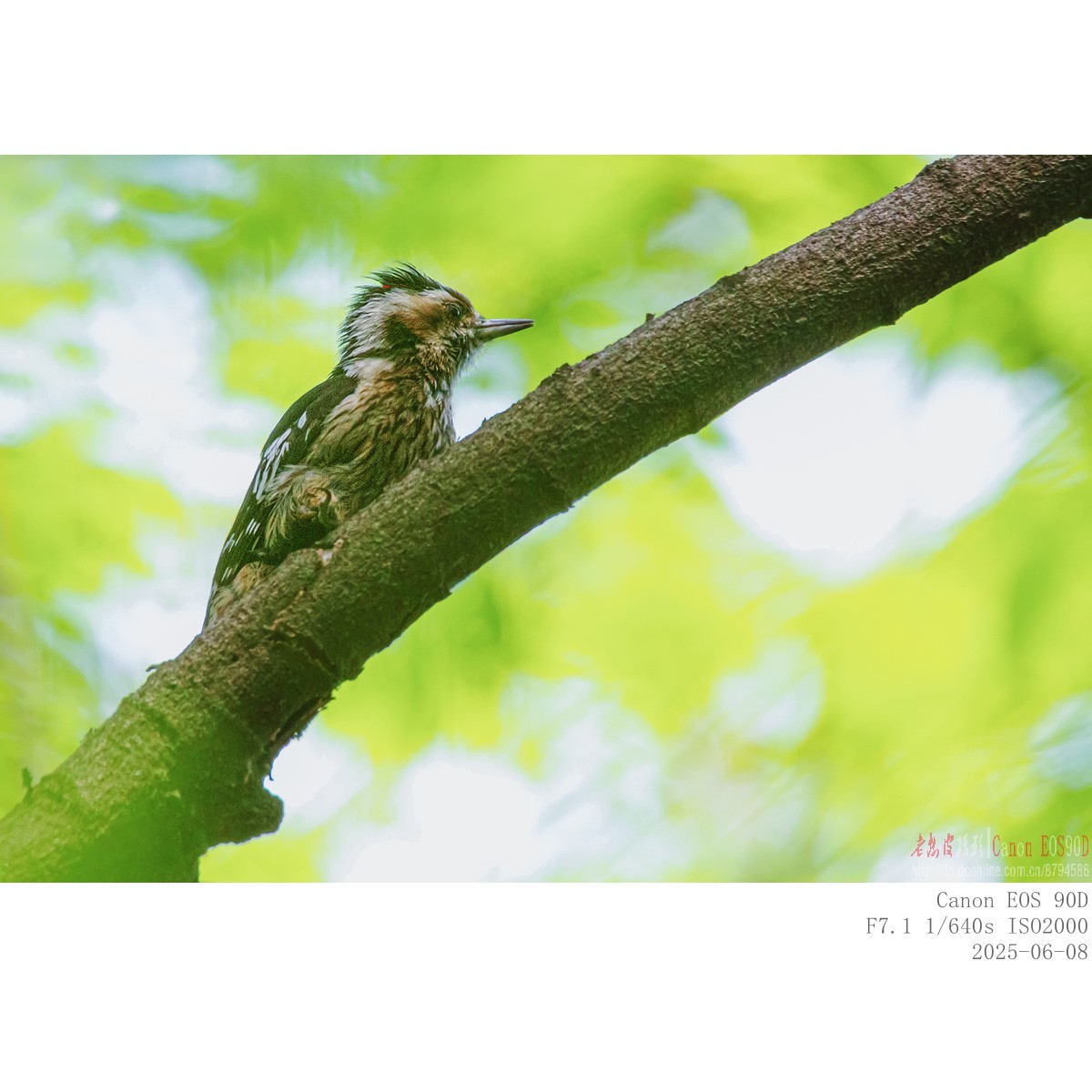 啄木鸟幼鸟和成鸟
