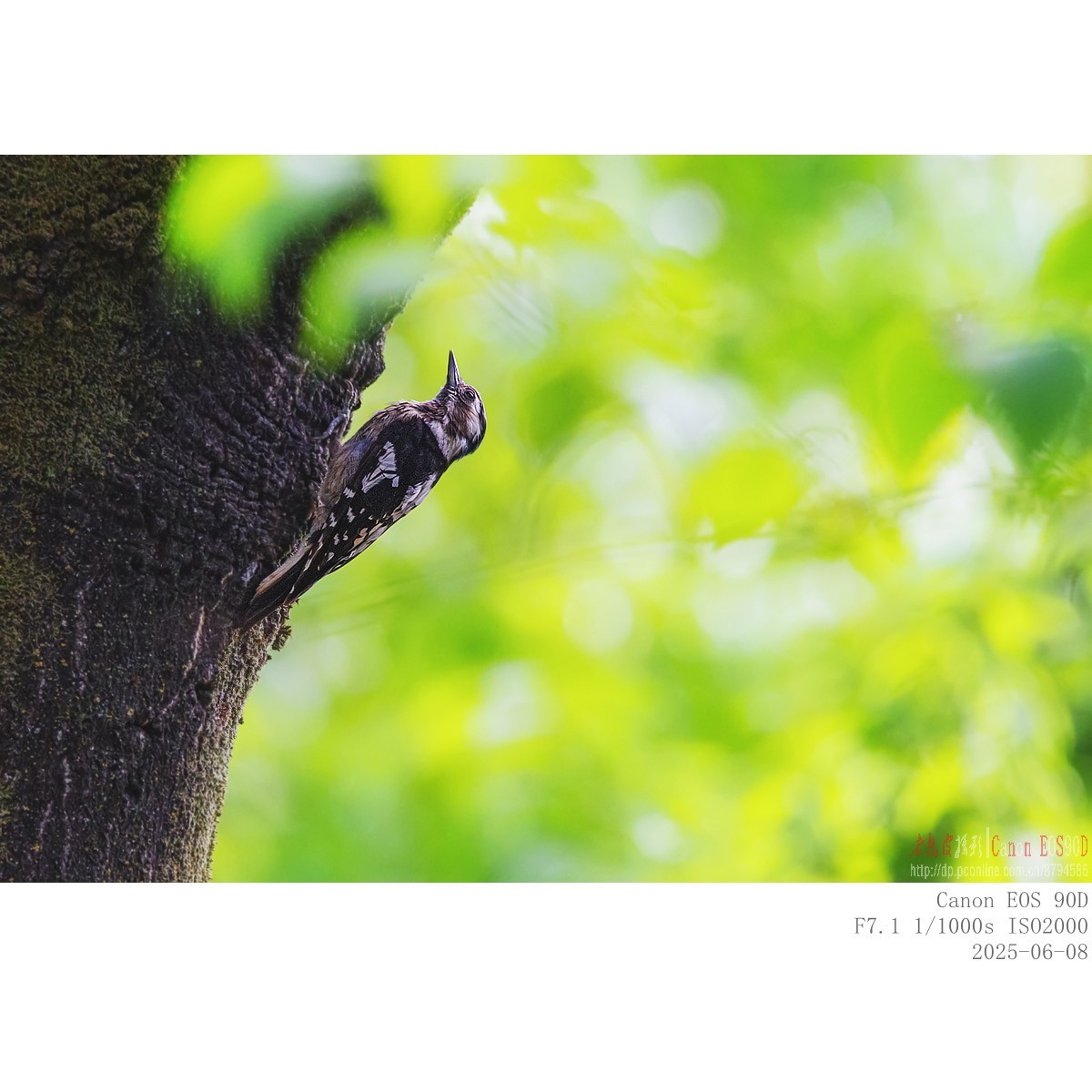 啄木鸟幼鸟和成鸟