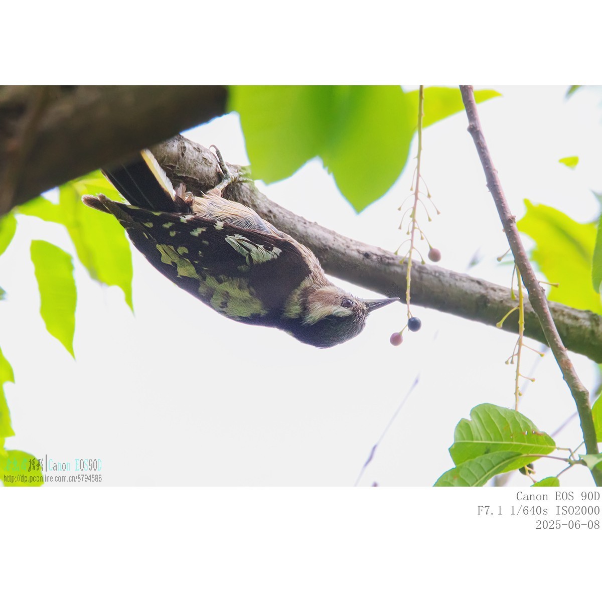 啄木鸟幼鸟和成鸟