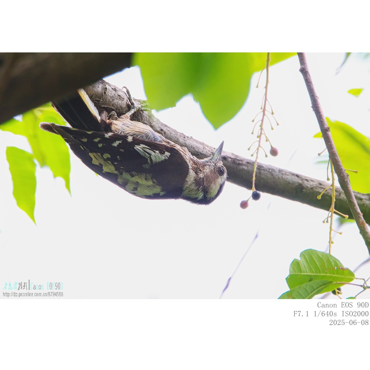 啄木鸟幼鸟和成鸟