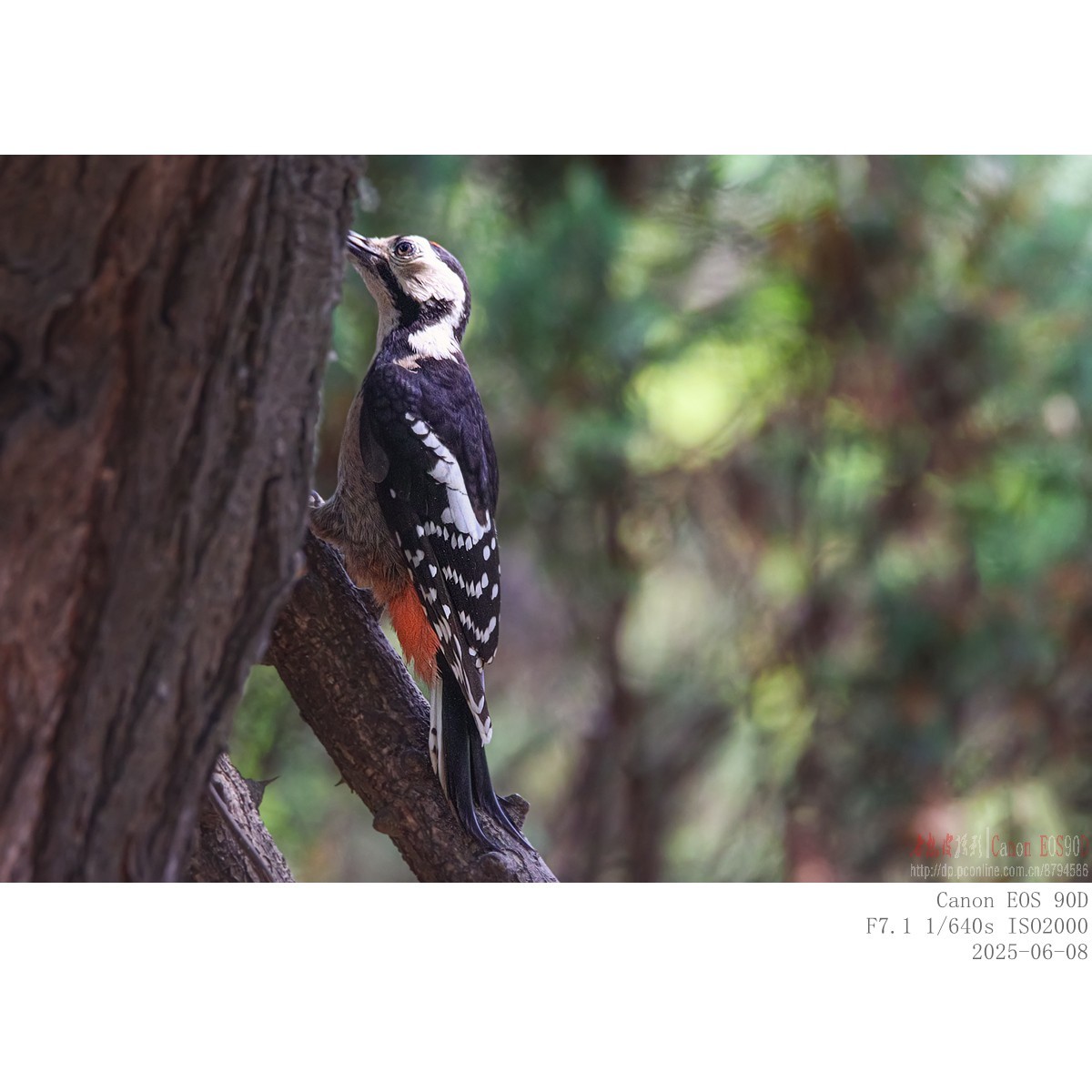 啄木鸟幼鸟和成鸟