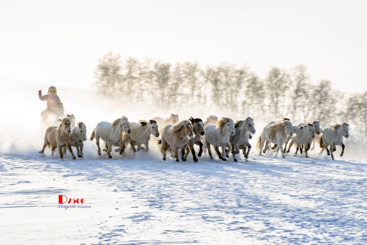 策马奔腾（77）