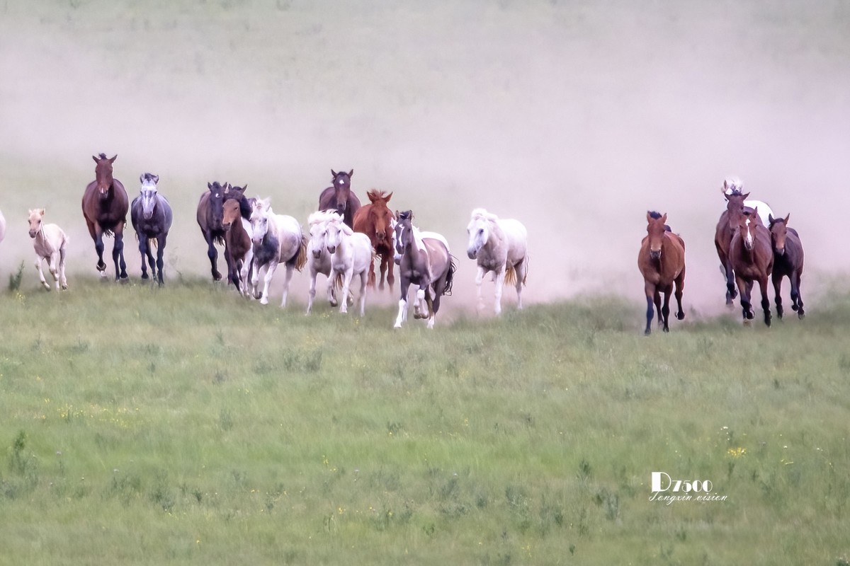骏马驰骋（12）