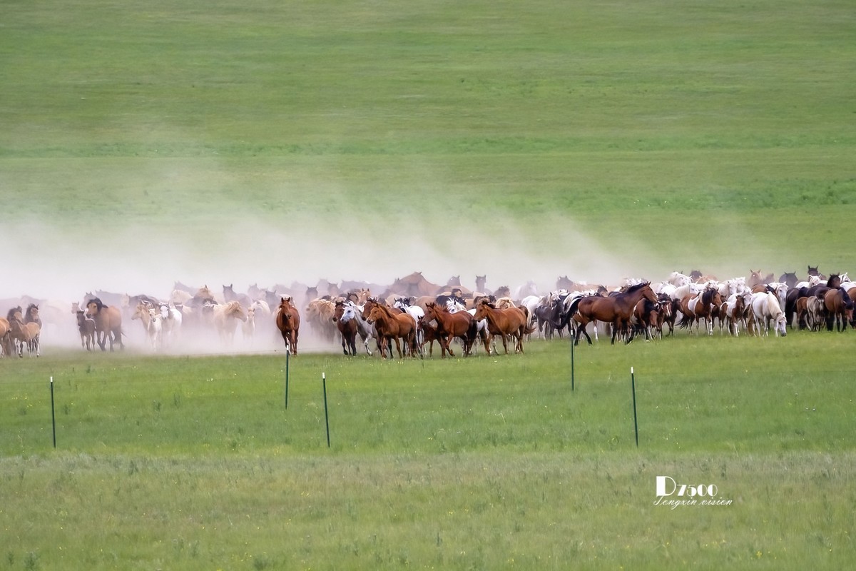 骏马驰骋（12）