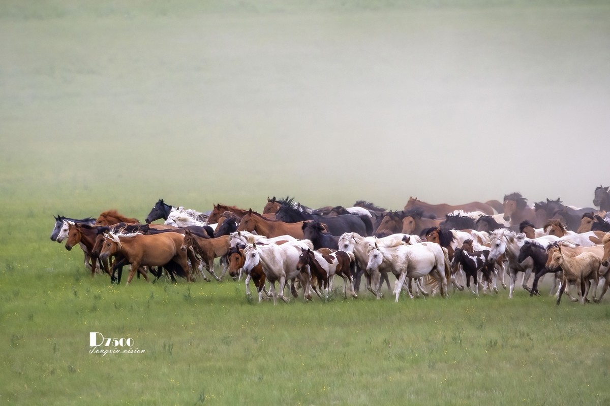 骏马驰骋（12）