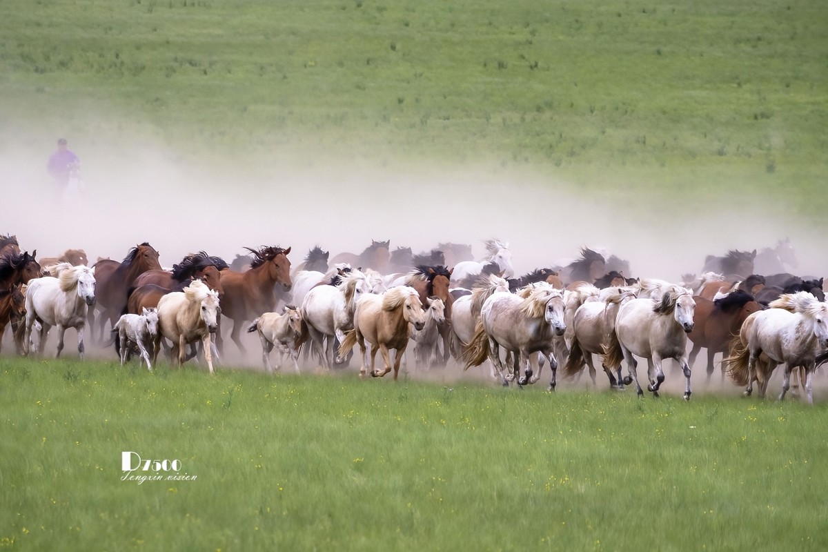 骏马驰骋（12）