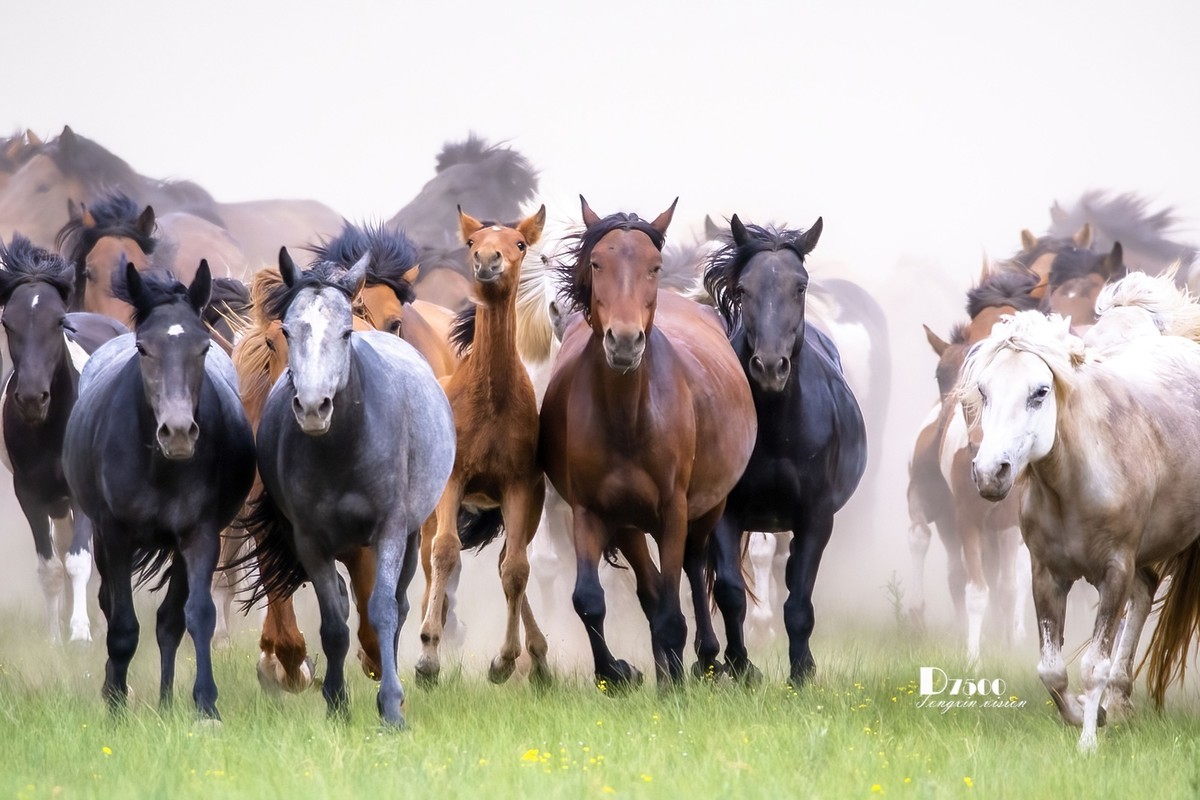 骏马驰骋（12）