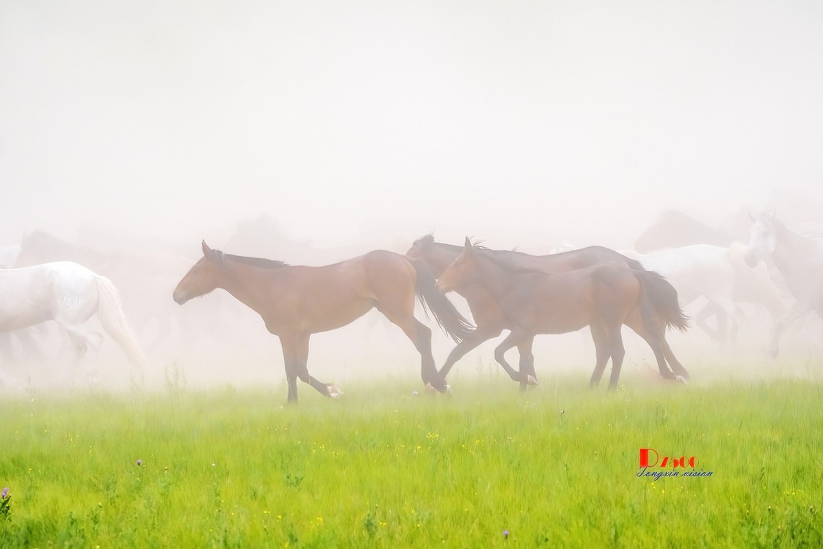 骏马驰骋（12）