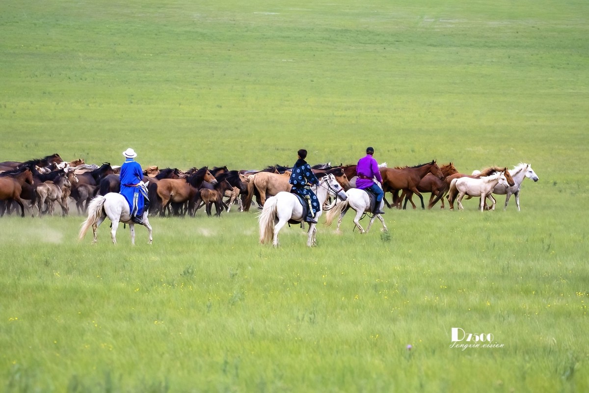 骏马驰骋（12）
