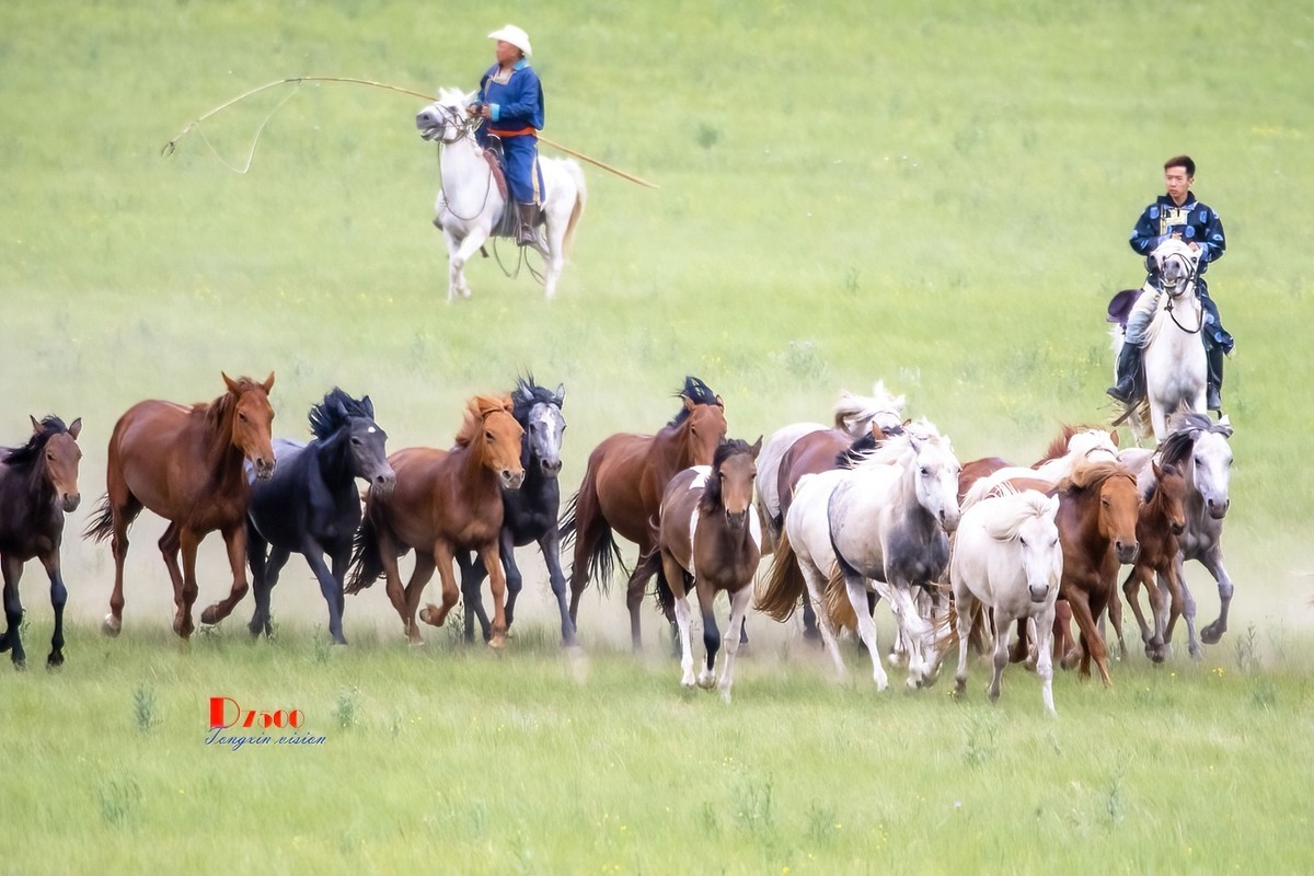 骏马驰骋（12）