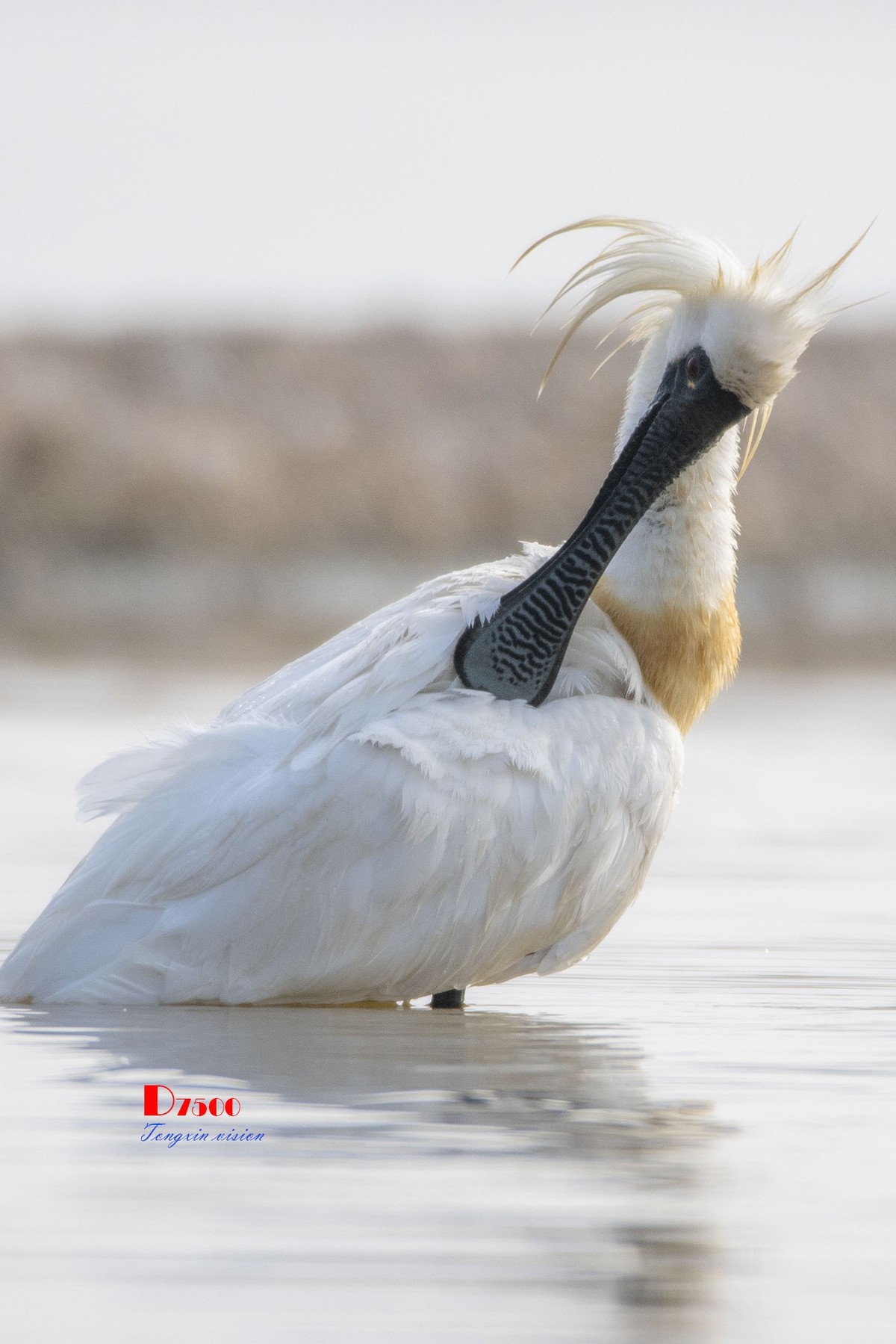 琵鹭嬉水（20）