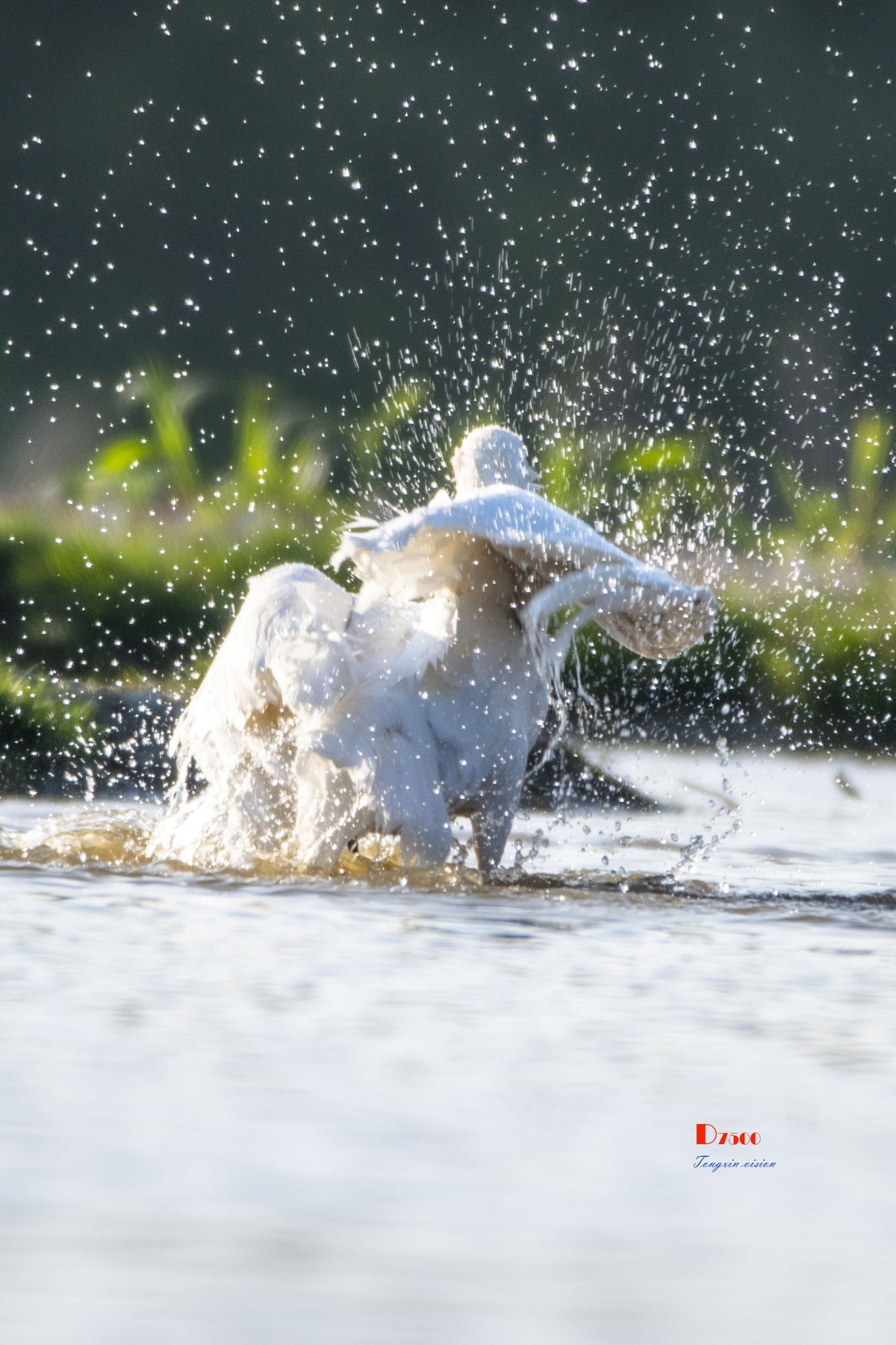 琵鹭嬉水（20）