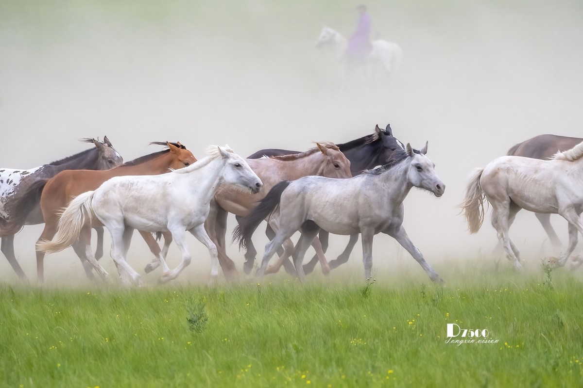 骏马驰骋（12）