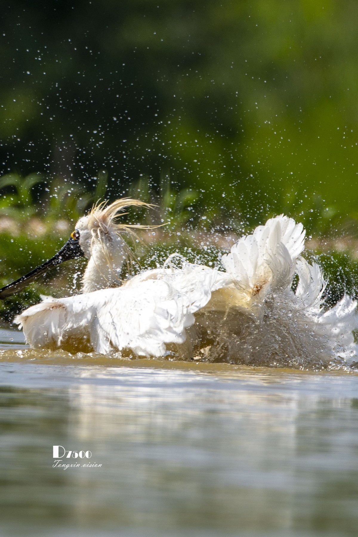 琵鹭嬉水（20）