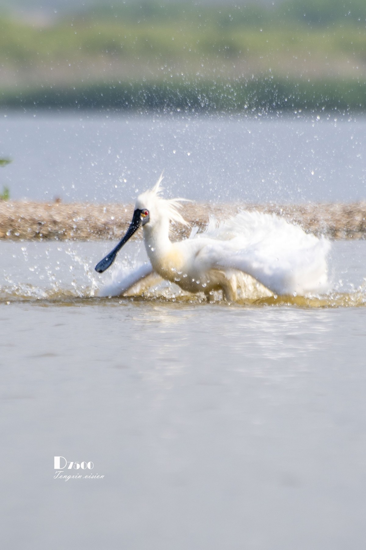 琵鹭嬉水（20）
