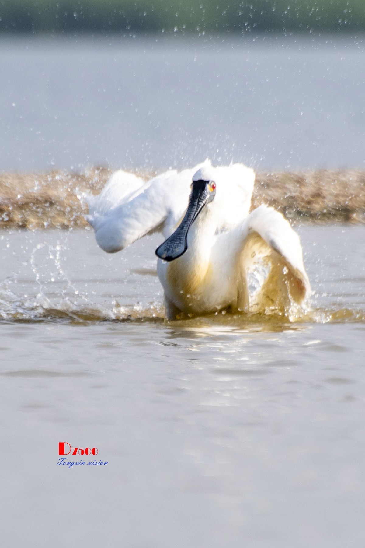 琵鹭嬉水（20）