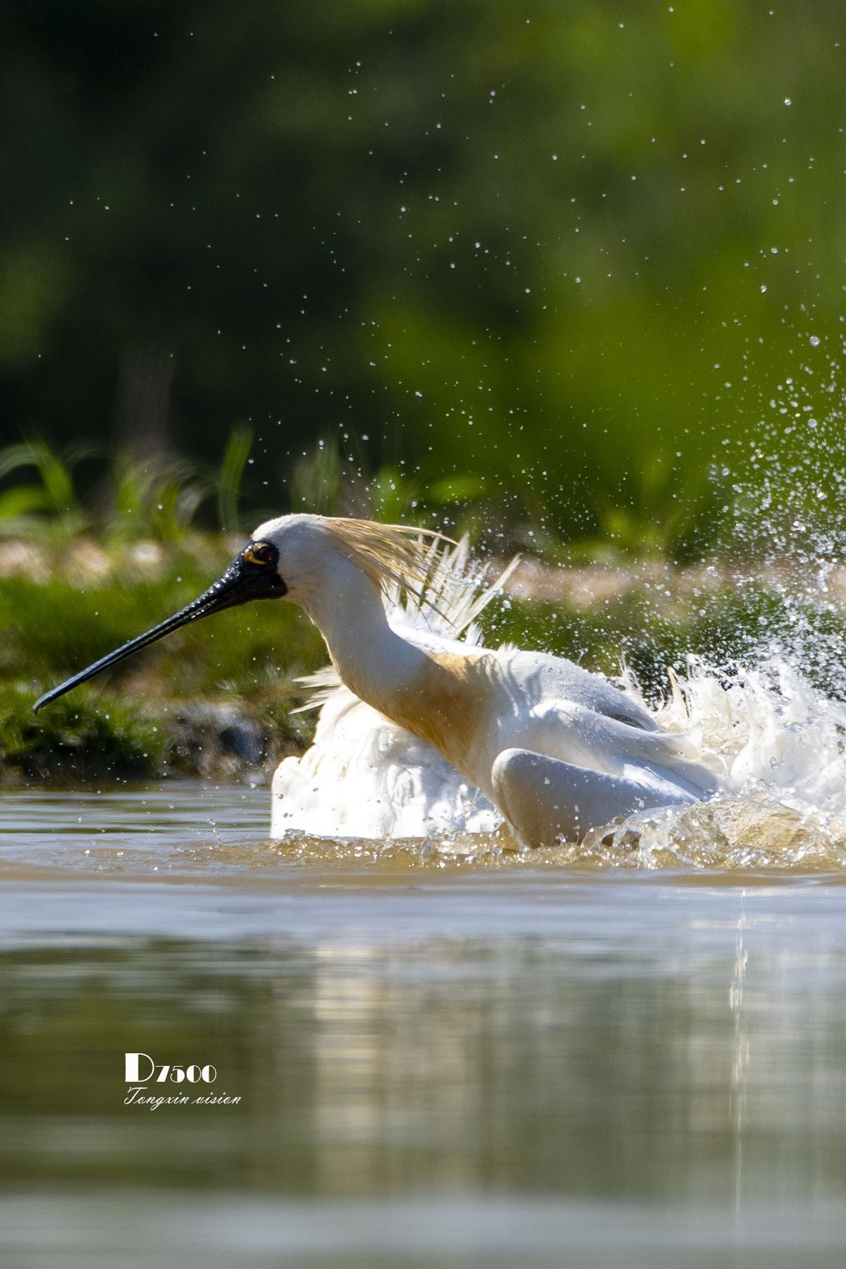 琵鹭嬉水（20）