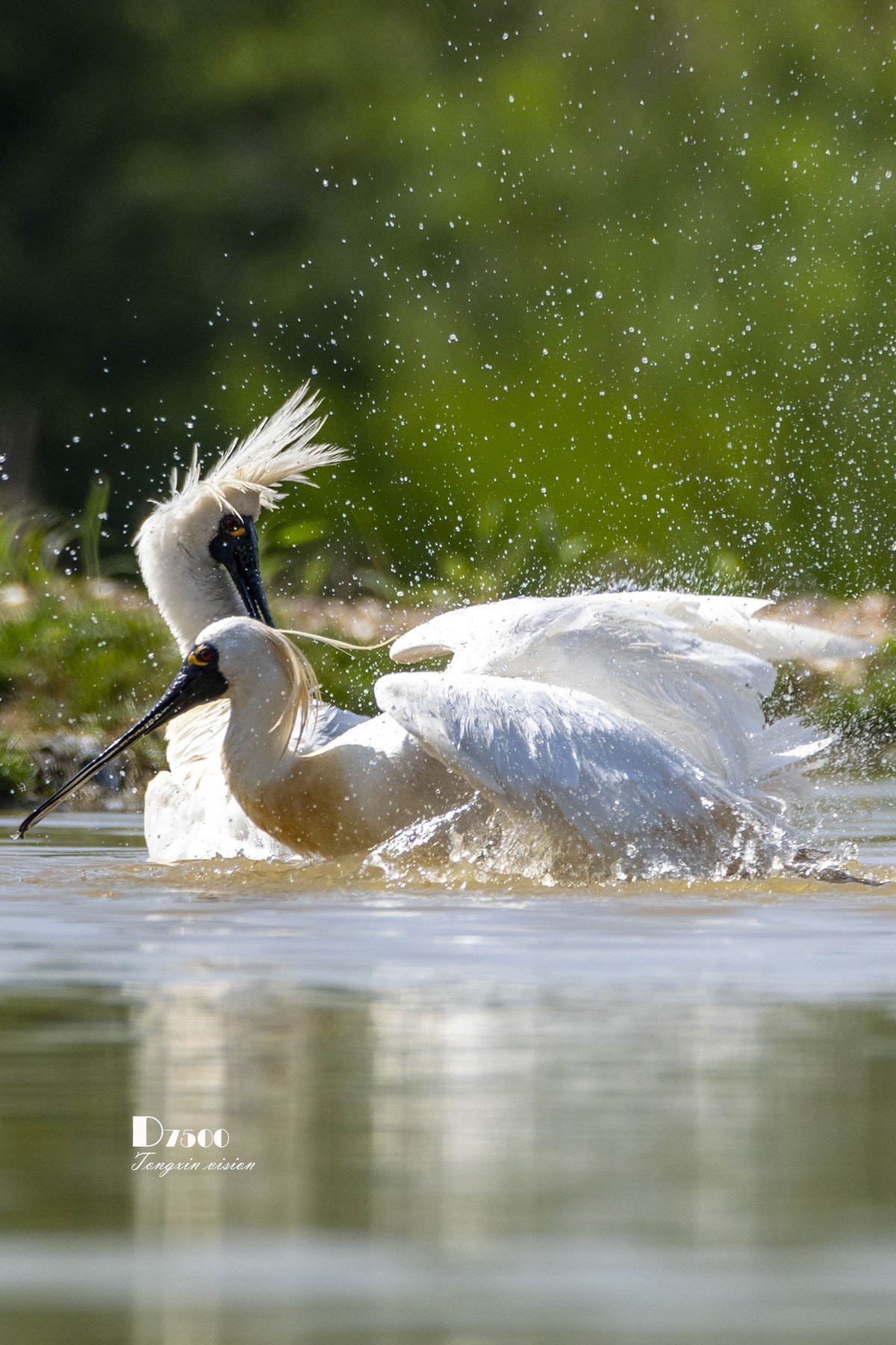 琵鹭嬉水（20）